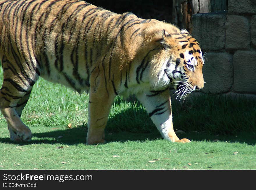 A Tiger walking around a wall at the zoo