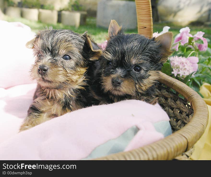 Two Yorkie Puppies