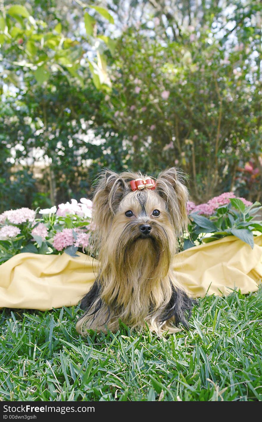 Yorkie Adult Flowers 3