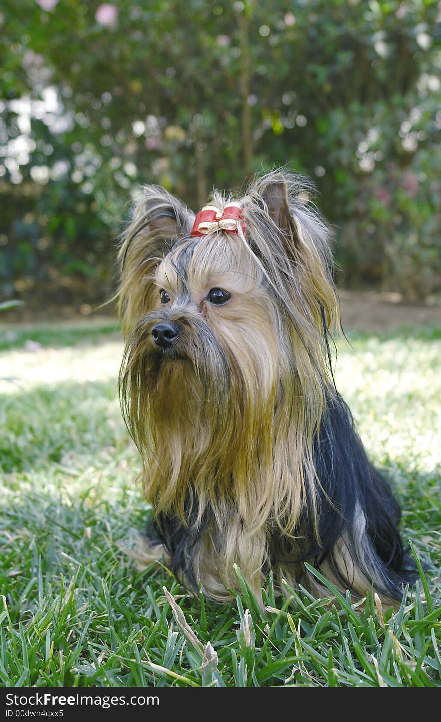 Yorkie adult 3