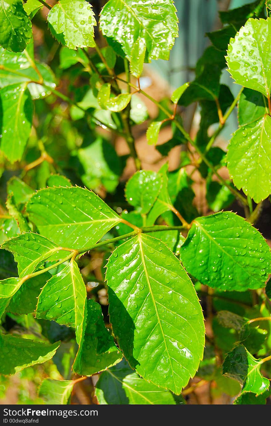 Intense fresh and wet green leaves