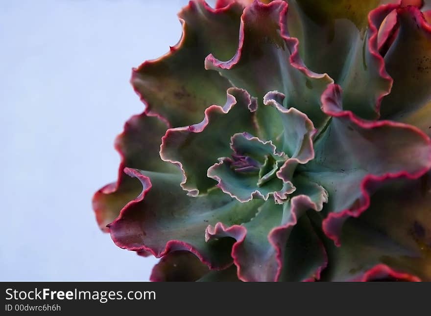 Brightly colored succulent plant with wavy leaves agains blue background. Brightly colored succulent plant with wavy leaves agains blue background