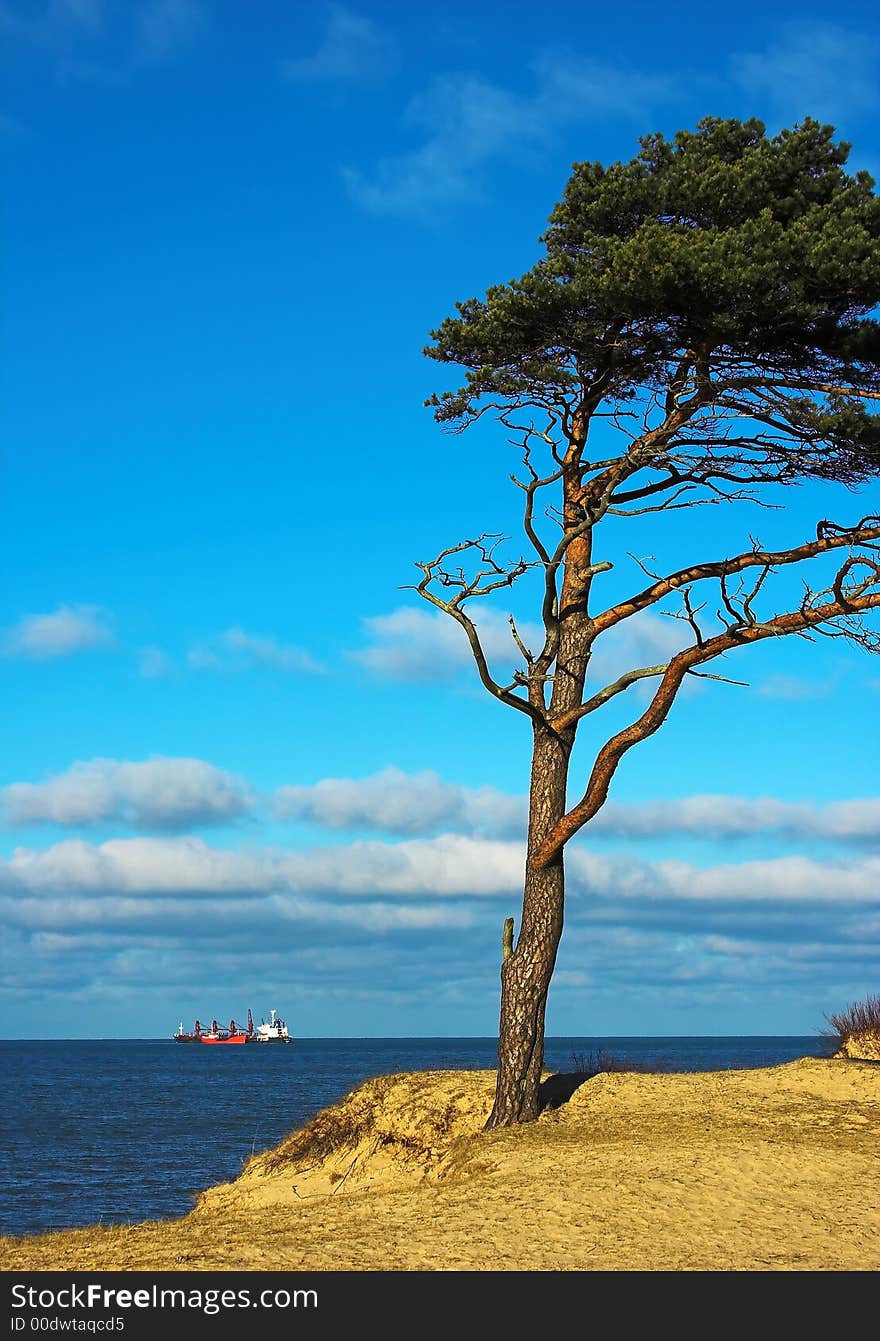 Pine on dune top and ship in background