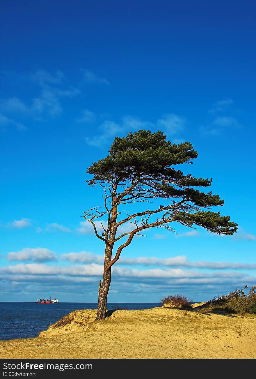 Pine on dune top and ship in background