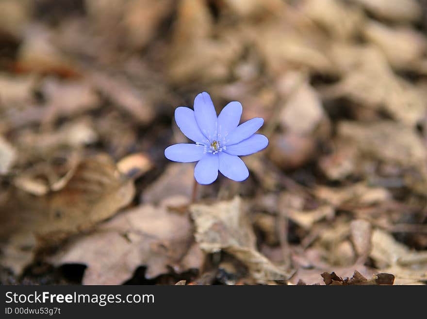 Blue spring flower