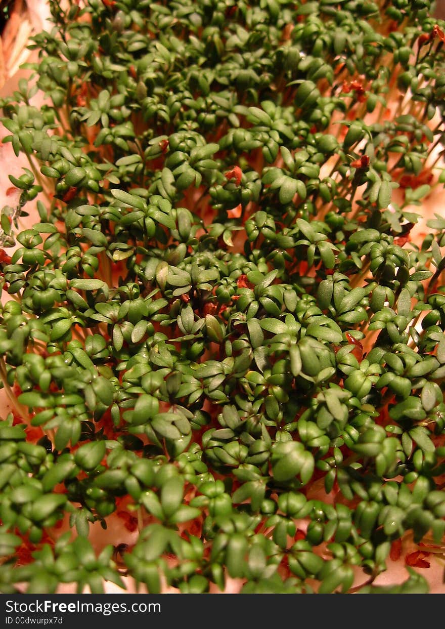 Cress for four days, 4th day. Cress for four days, 4th day