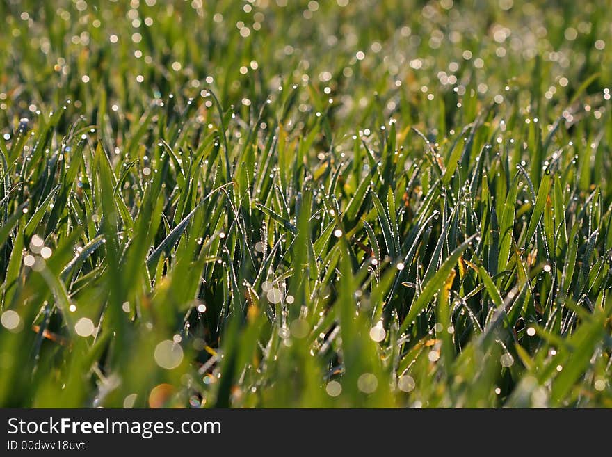 Morning dew on grass on the field