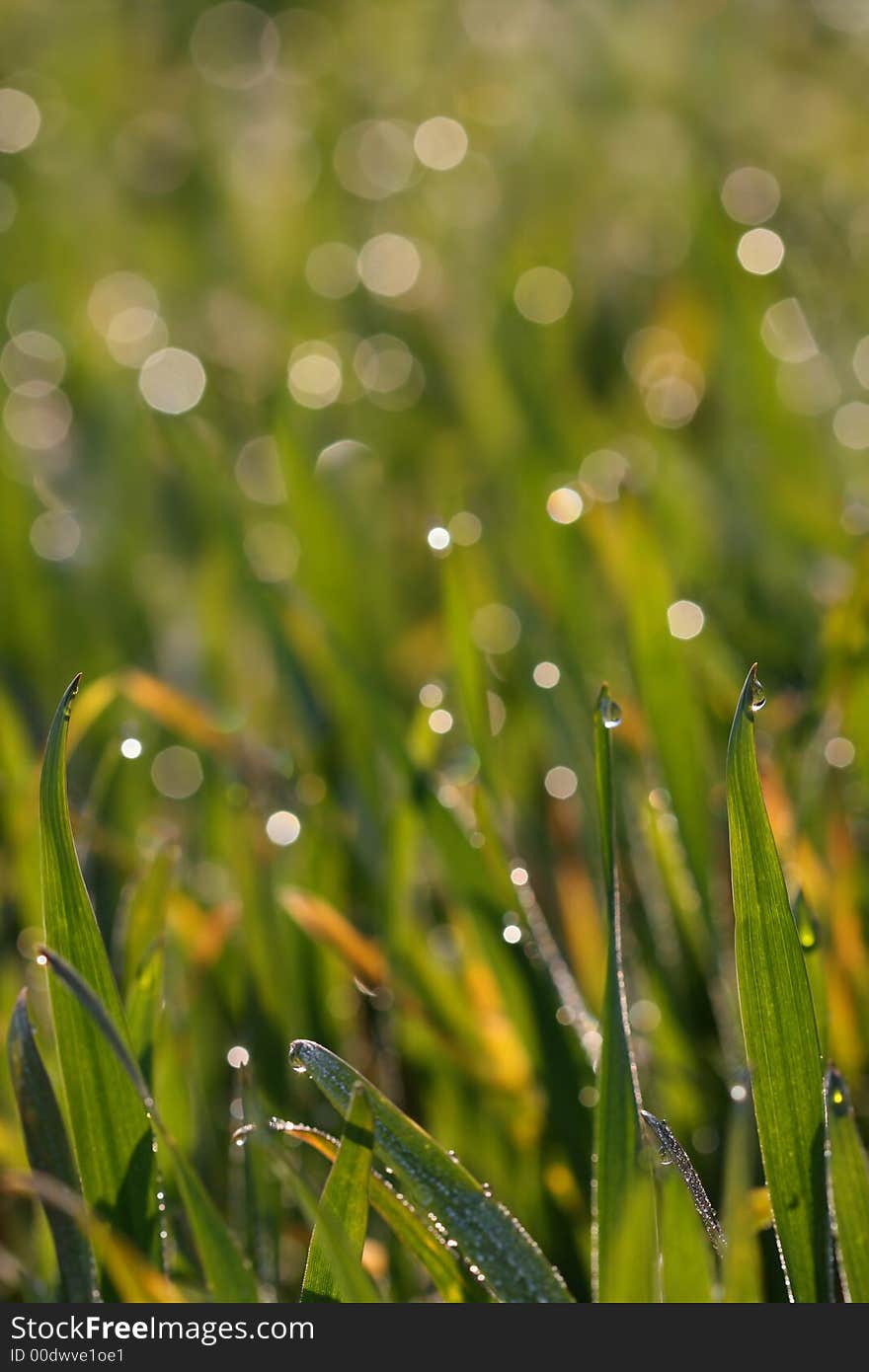 Morning field with moist grass