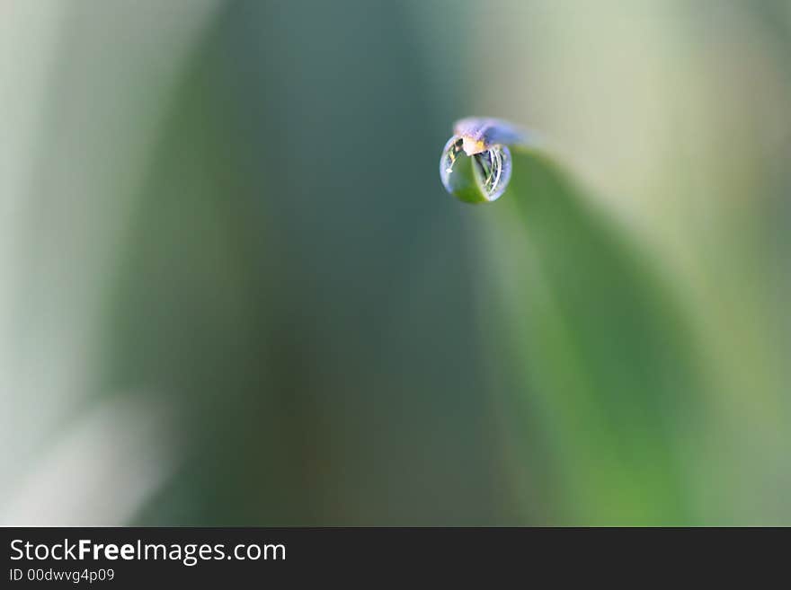 Macro of water drop on the stalk. Macro of water drop on the stalk