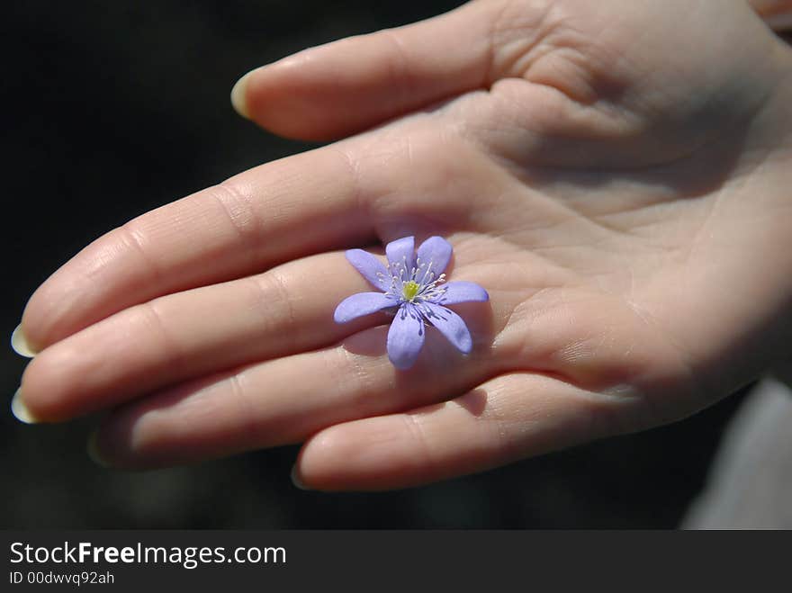 Blue spring flower