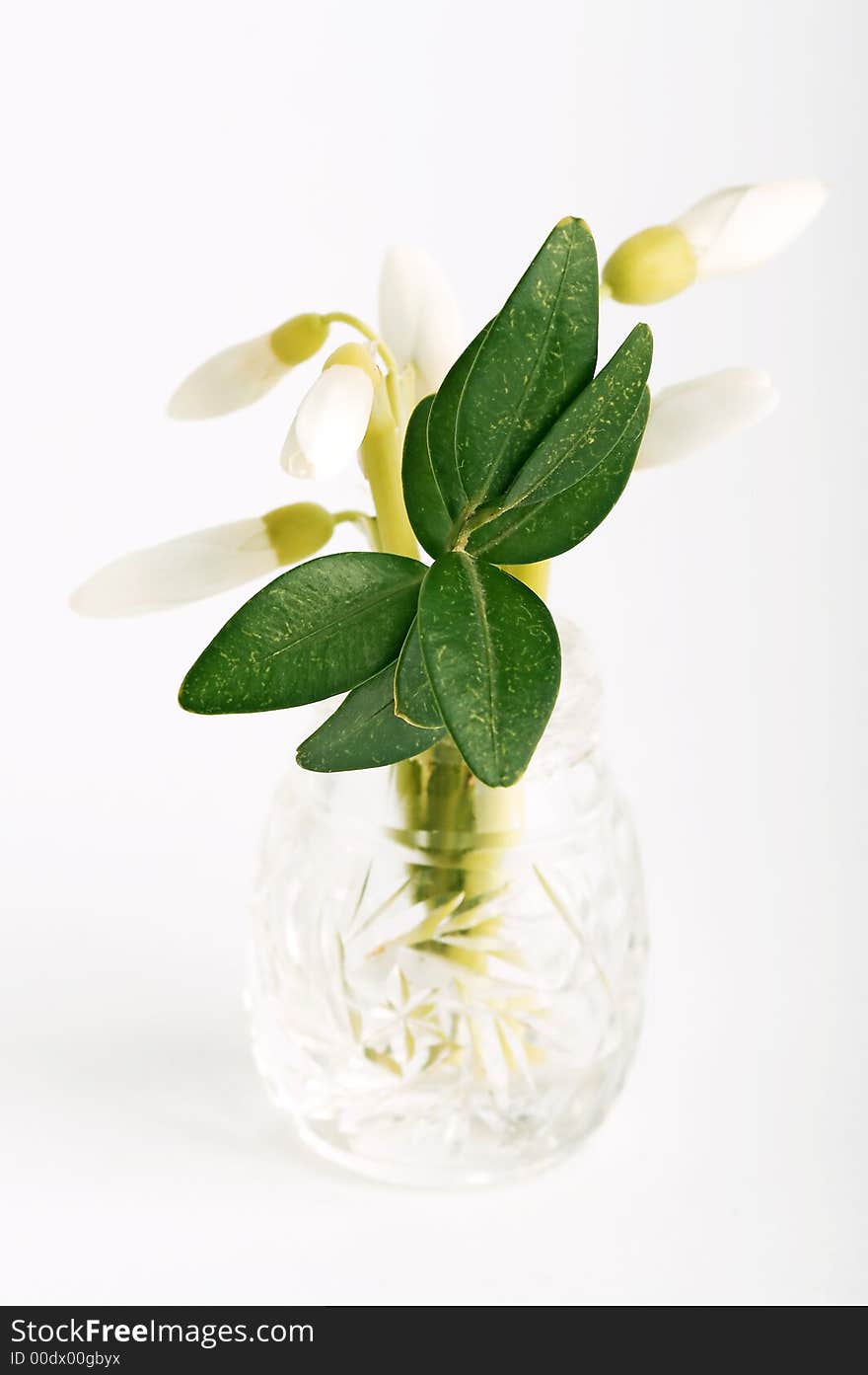 Snowdrops In Glass