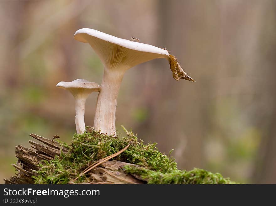 2 mushrooms on a fallen log . 2 mushrooms on a fallen log .