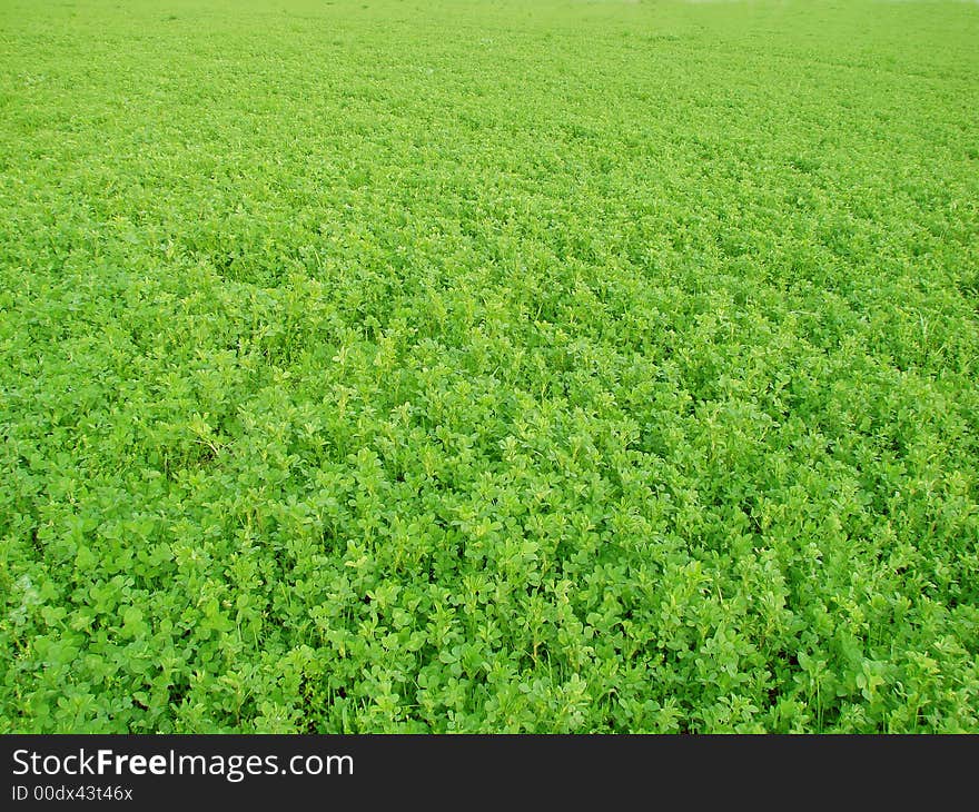 A detail of a beautiful green field