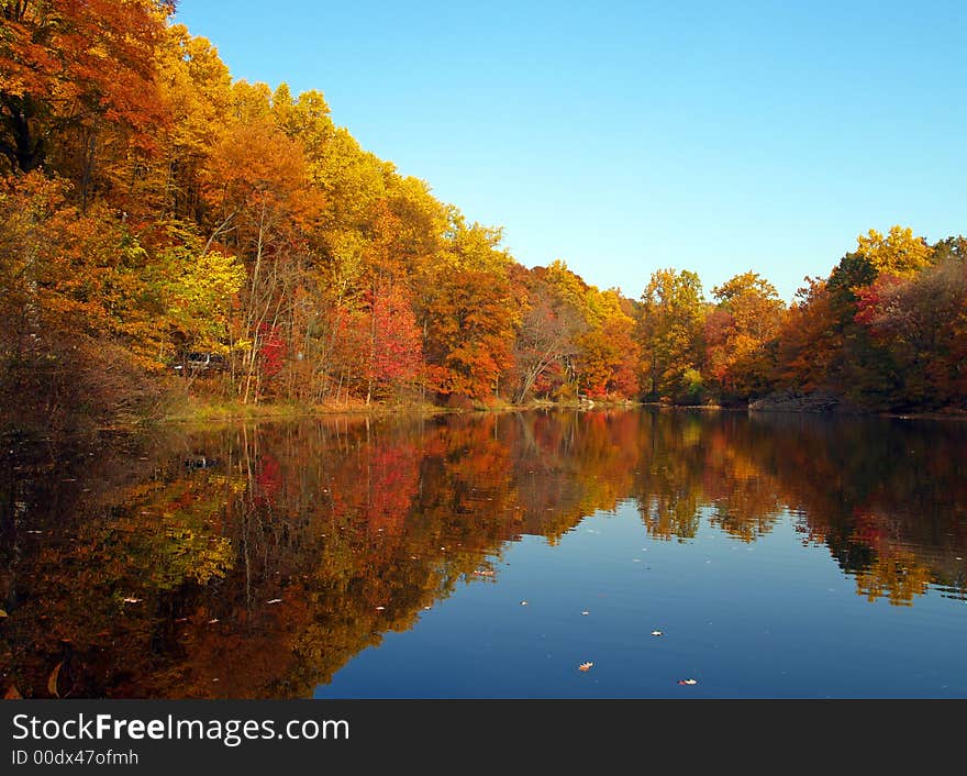 Trees changing colors in a park in New Jersey