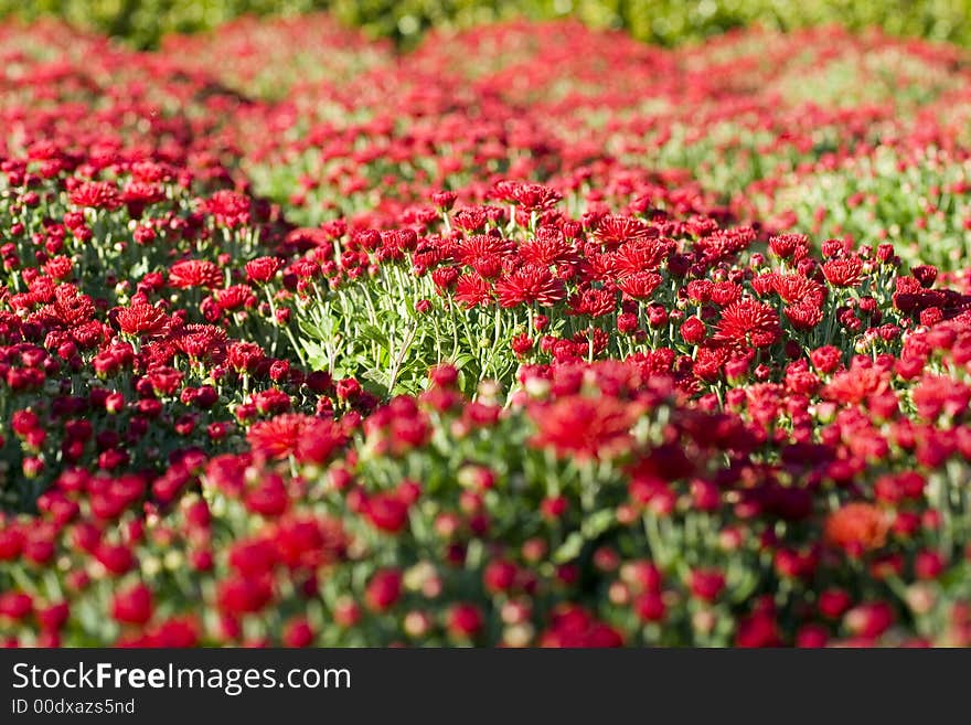 Red Flowers