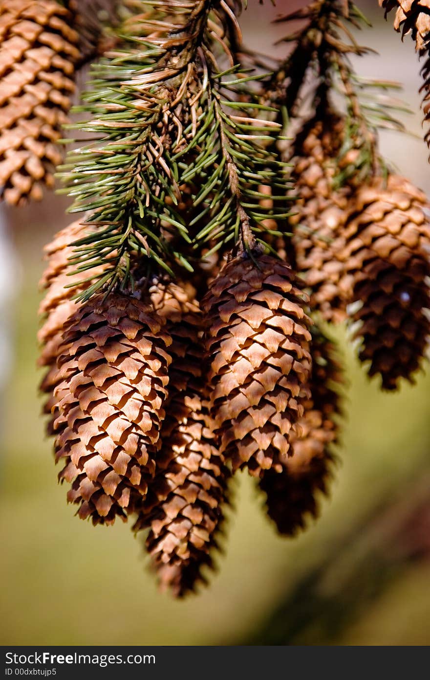 Cones on the branch, backgrounds