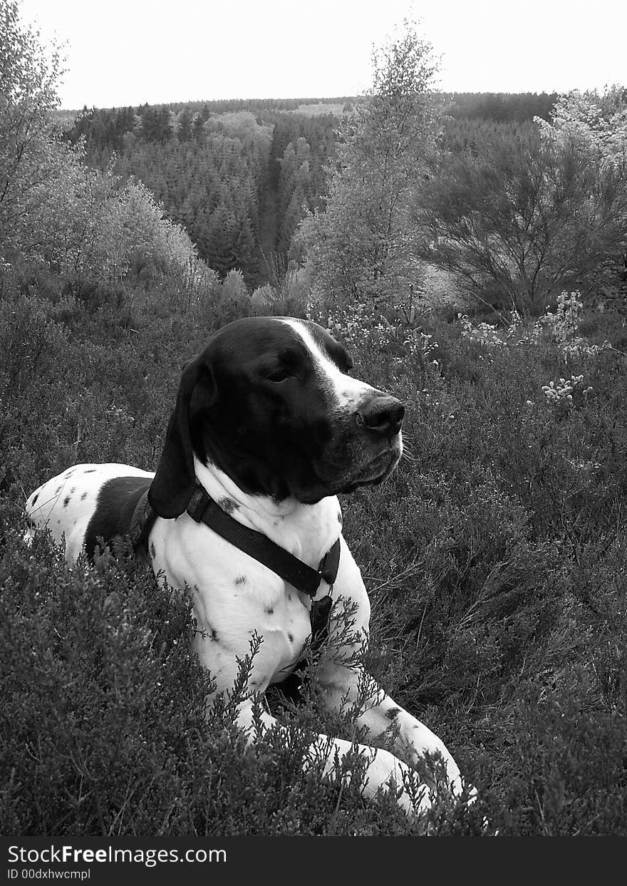 Dog in forest