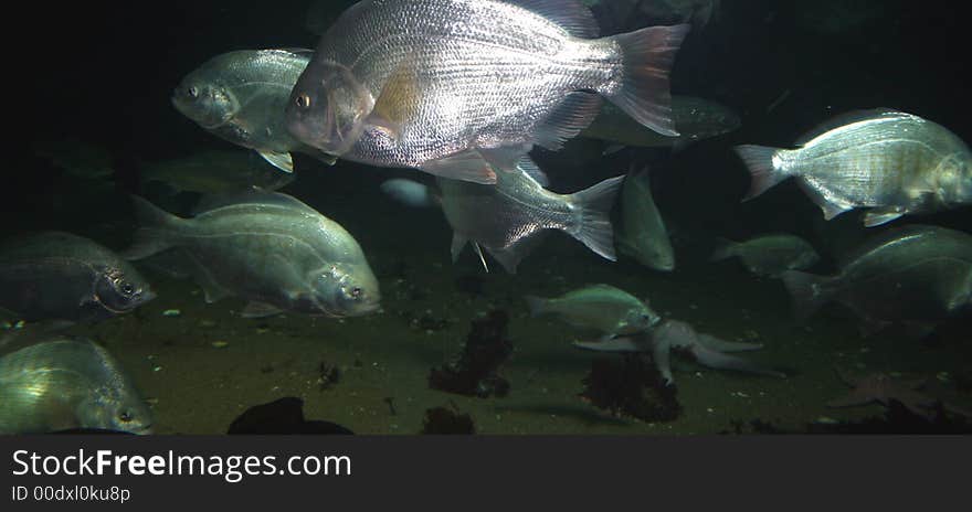 Underwater fish in aquarium