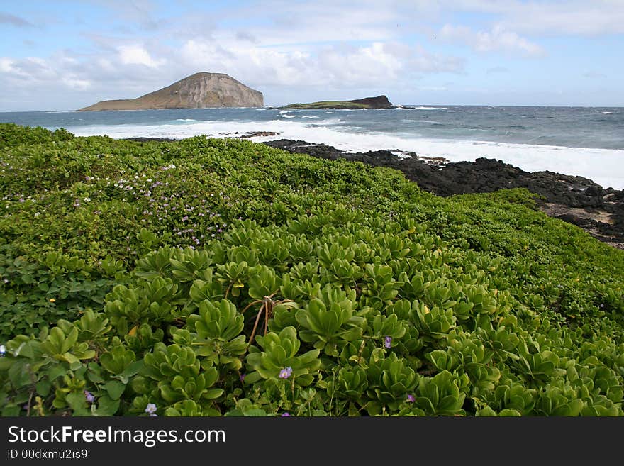 Hawaii Beach Vegetation