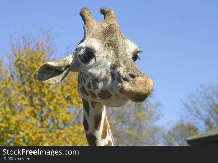 Giraffe Eating stretching to get some green grass. Giraffe Eating stretching to get some green grass