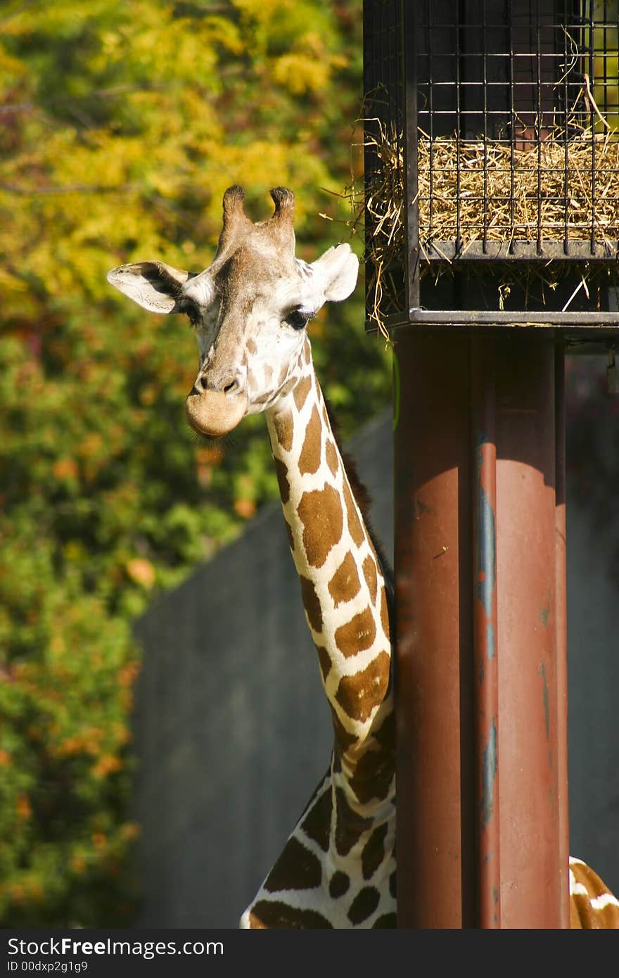 Giraffe Eating stretching to get some hay. Giraffe Eating stretching to get some hay