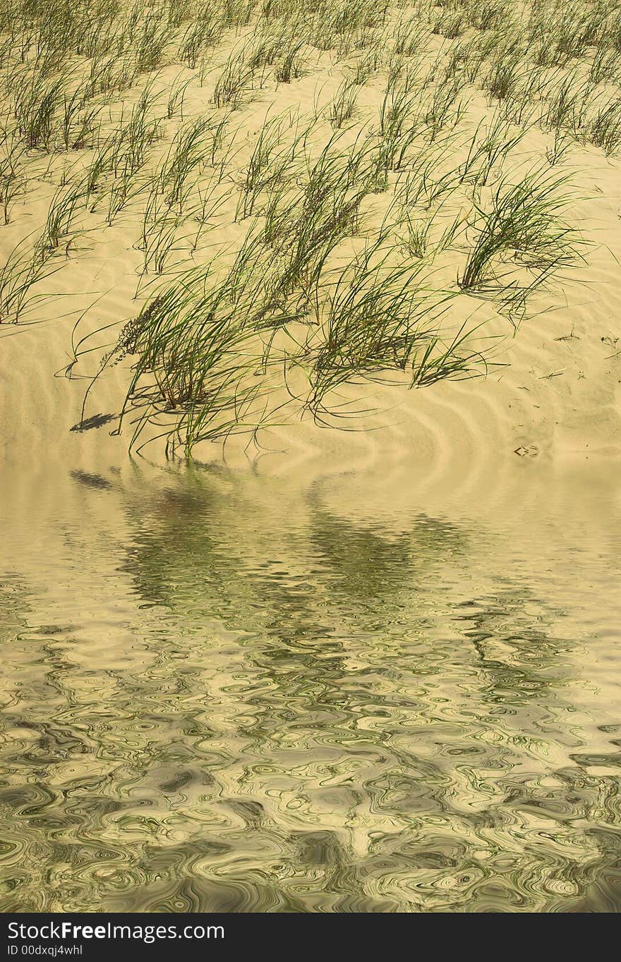 Grass blows on a beach reflected in water