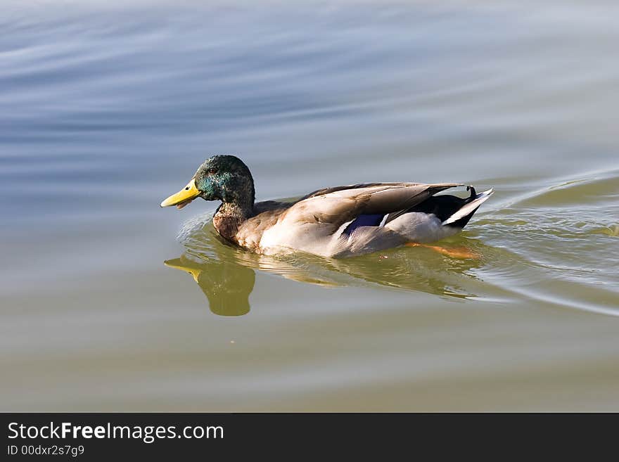 Wild duck swimming on a lake