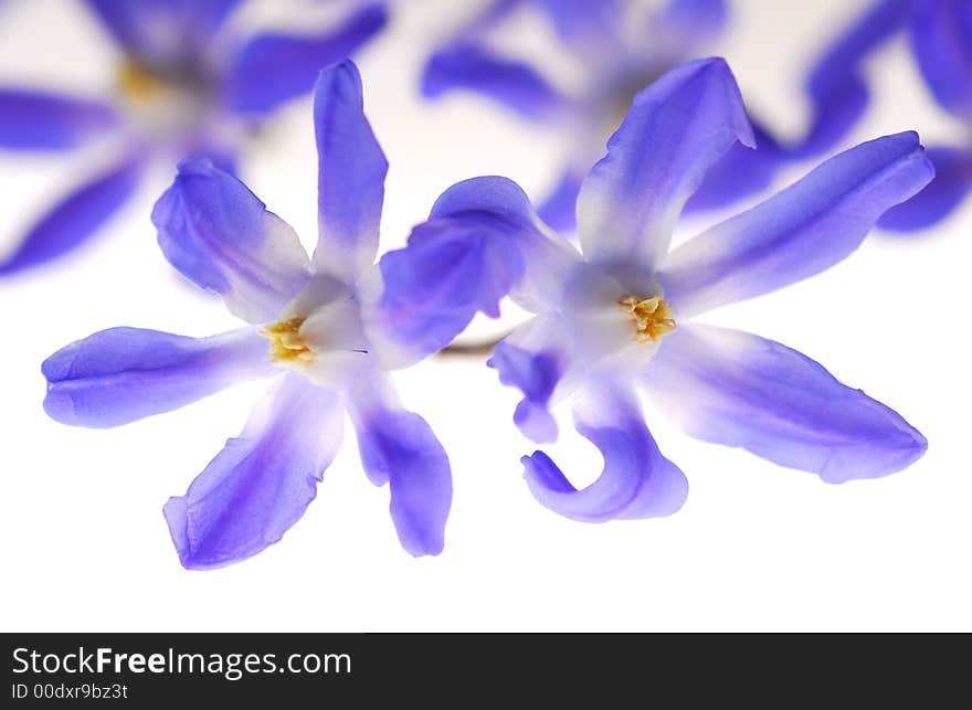 White and blue flowers on light box