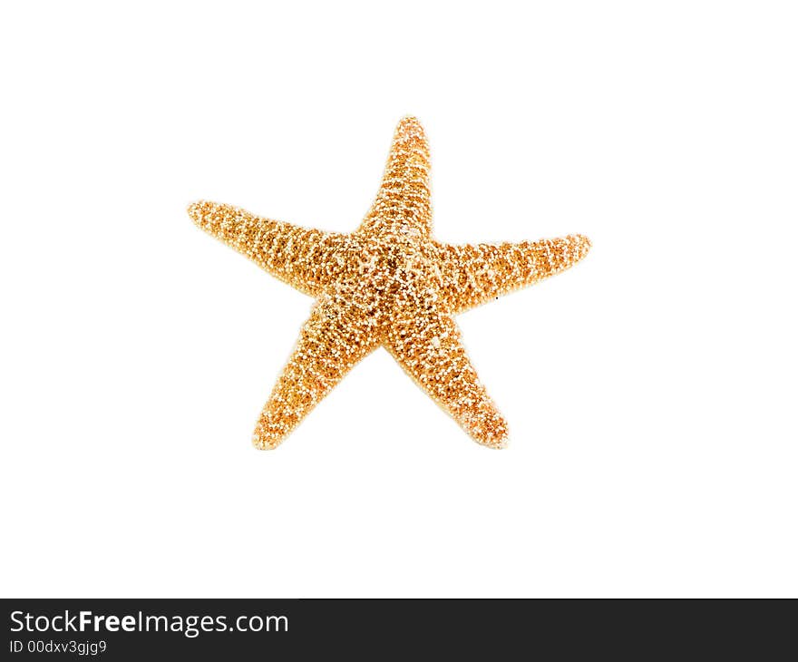 Photo of a starfish isolated on white