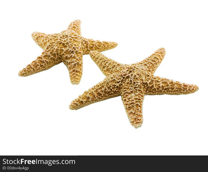 Photo of two starfish isolated on white