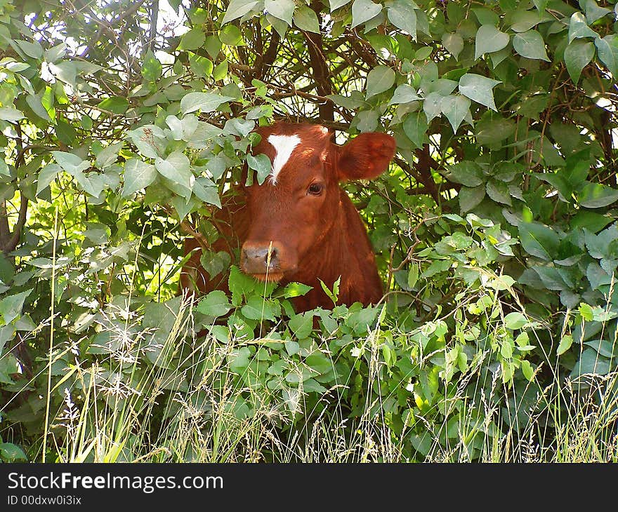 The curious small bull.