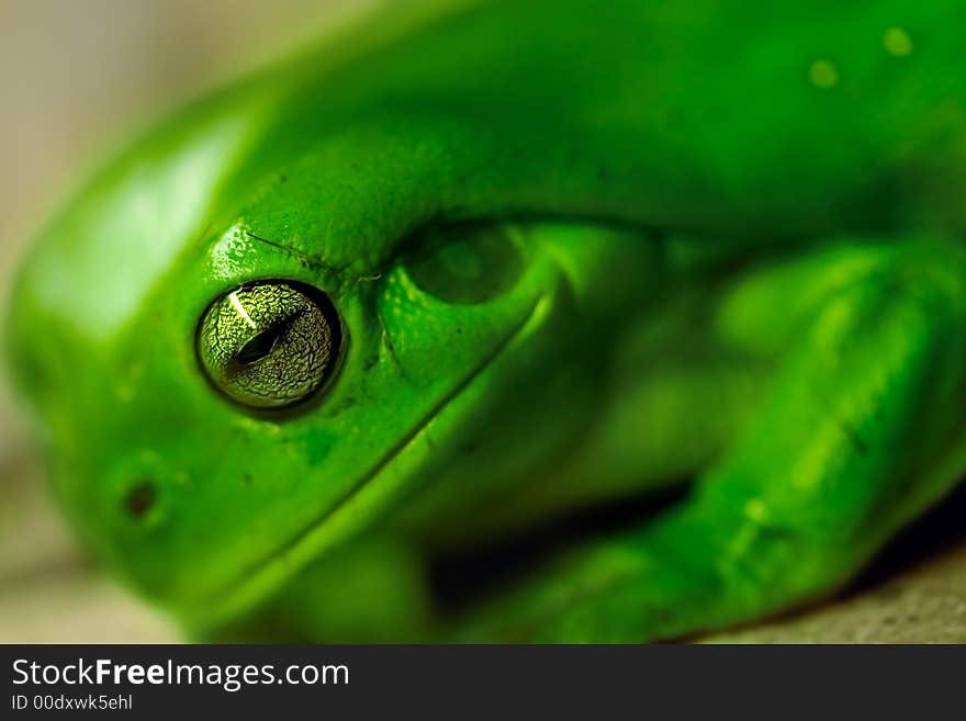 Green tree frog close up. Green tree frog close up