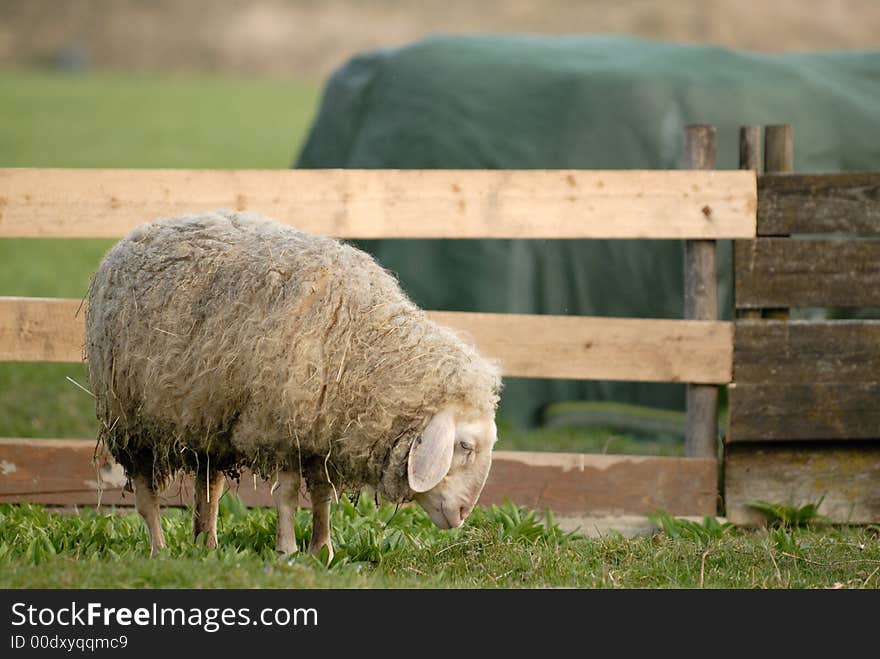 Thoughtful sheep, Prien, south Germany