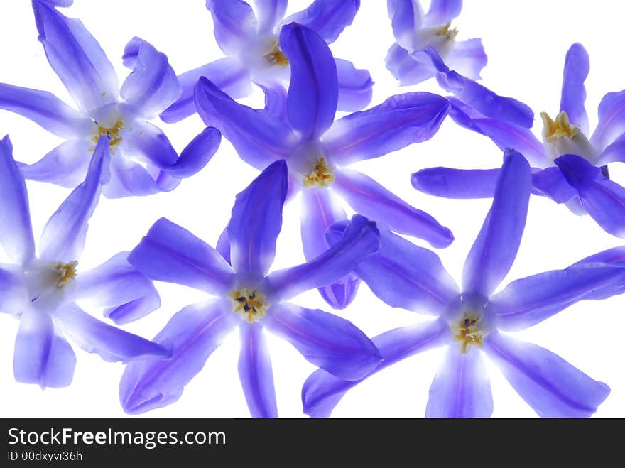 Blue flowers on light box