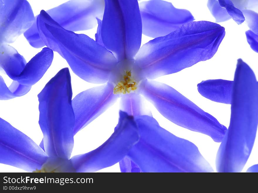 Blue flowers on light box