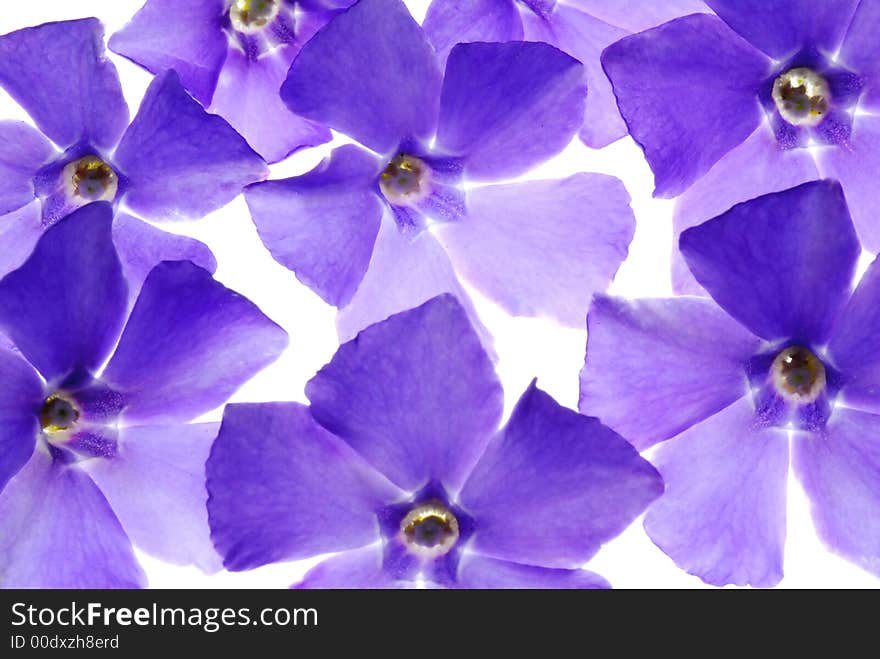 Blue flowers on white background