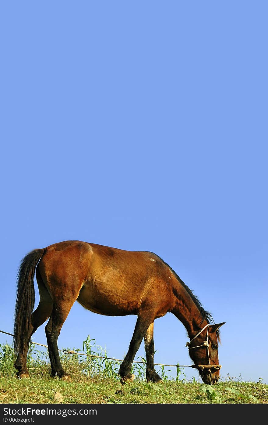 Horse on leash feeding on grass against blue sky. Horse on leash feeding on grass against blue sky