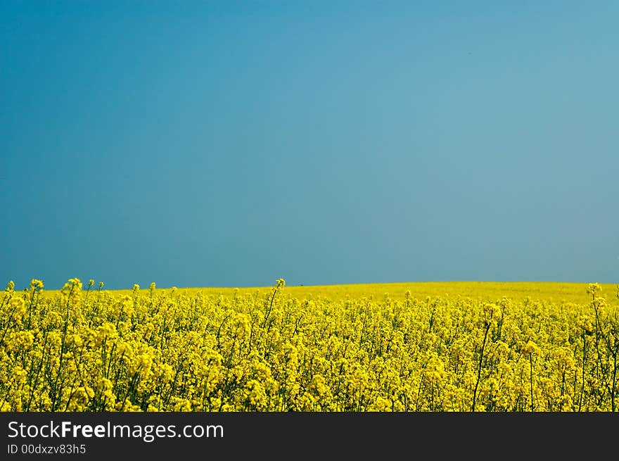 Landscape yellow rape and blue sky