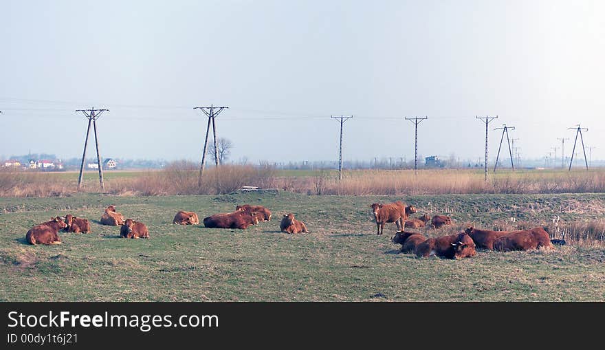 Some red cows lying on the grass, electric wires in the background. Some red cows lying on the grass, electric wires in the background.