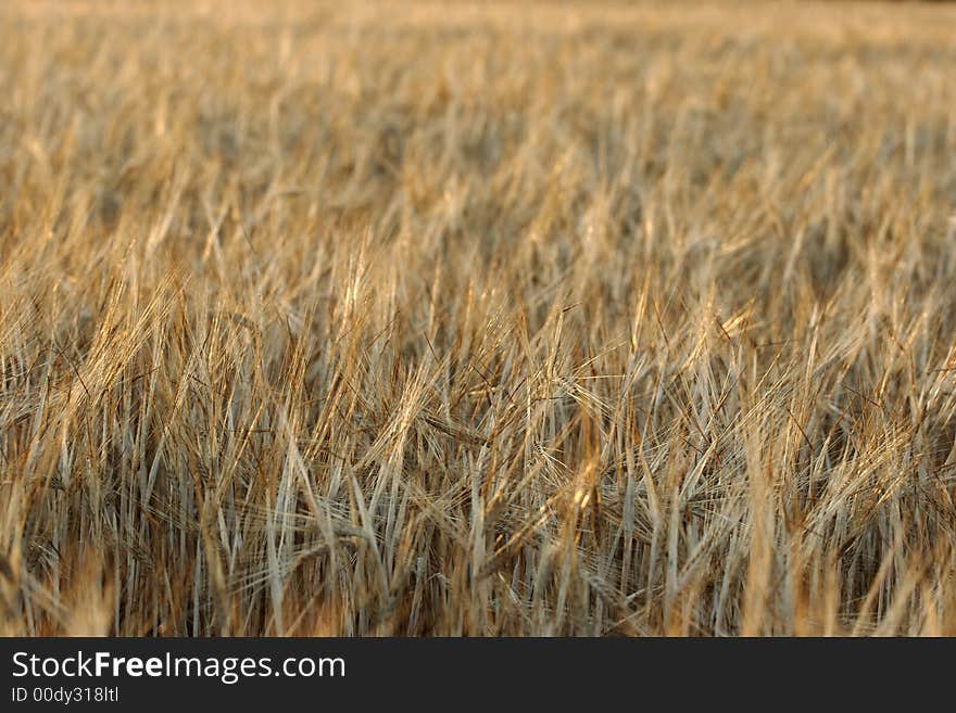 Golden wheat field, zoom view