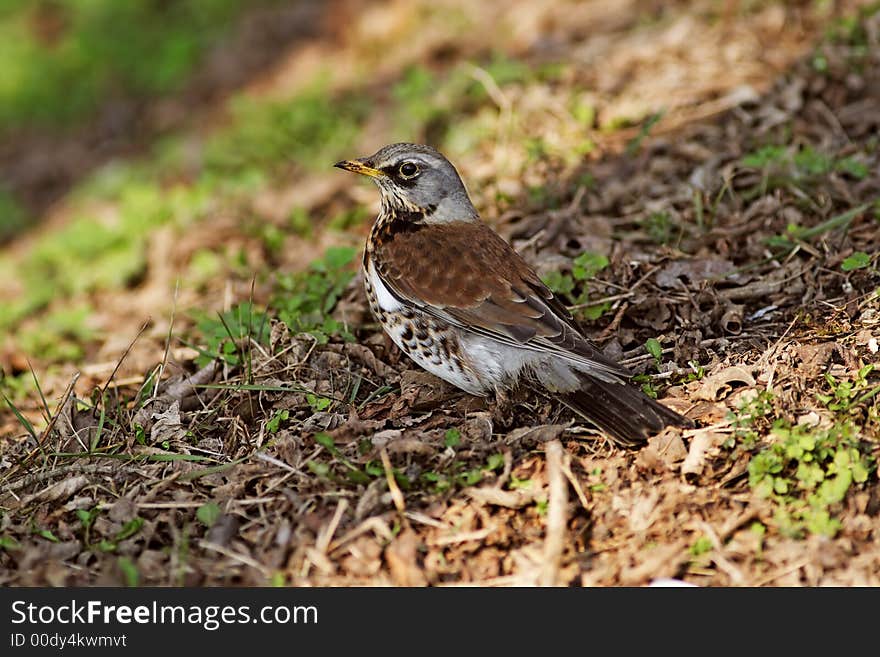 Brown Bird