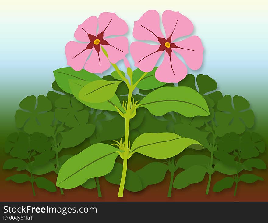 Catharanthus roseus illustration. Catharanthus roseus is known as the common or Madagascar periwinkle, though its name and classification may be contradictory in some literature because this plant was formerly classified as the species Vinca rosea, Lochnera rosea and Ammocallis rosea.