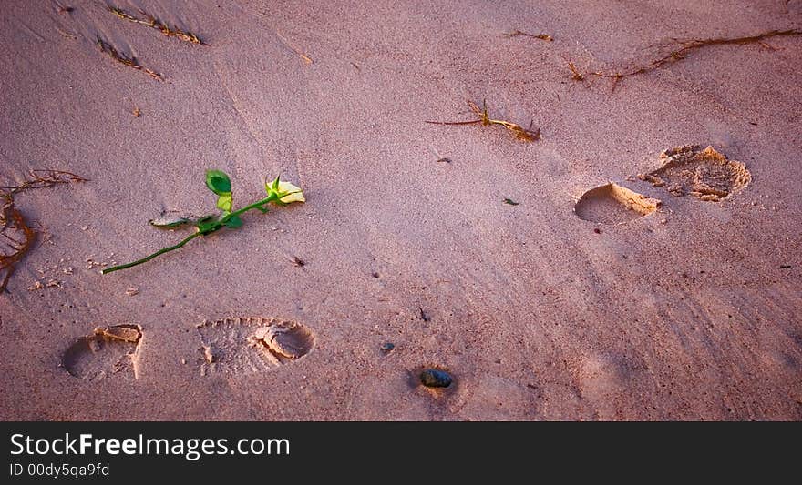 Flower on the beach, footsteps