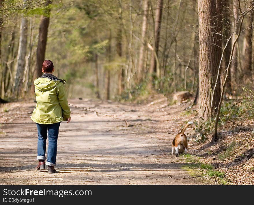 A woman walking a beagle in the woods. A woman walking a beagle in the woods