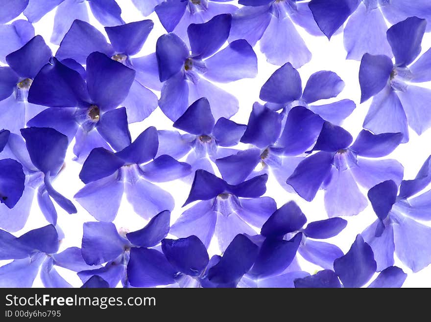 Blue flowers on light box