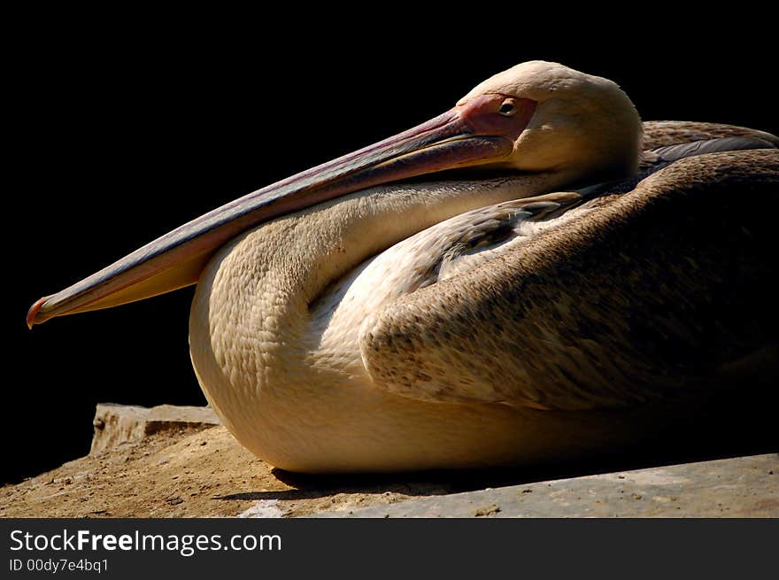 Pelecanus onocrotalus