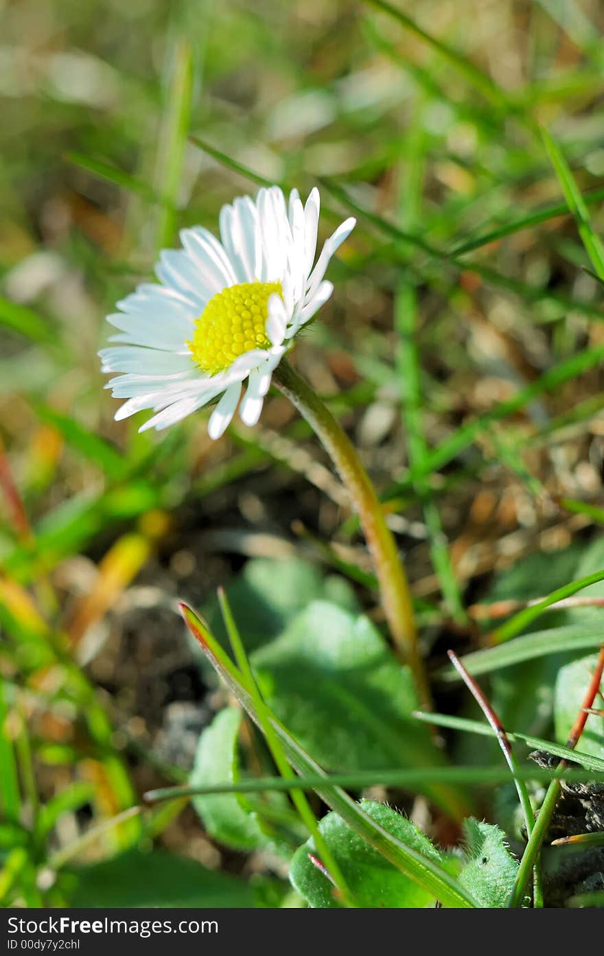 Single daisy