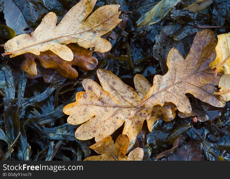 Leaves and Seaweed