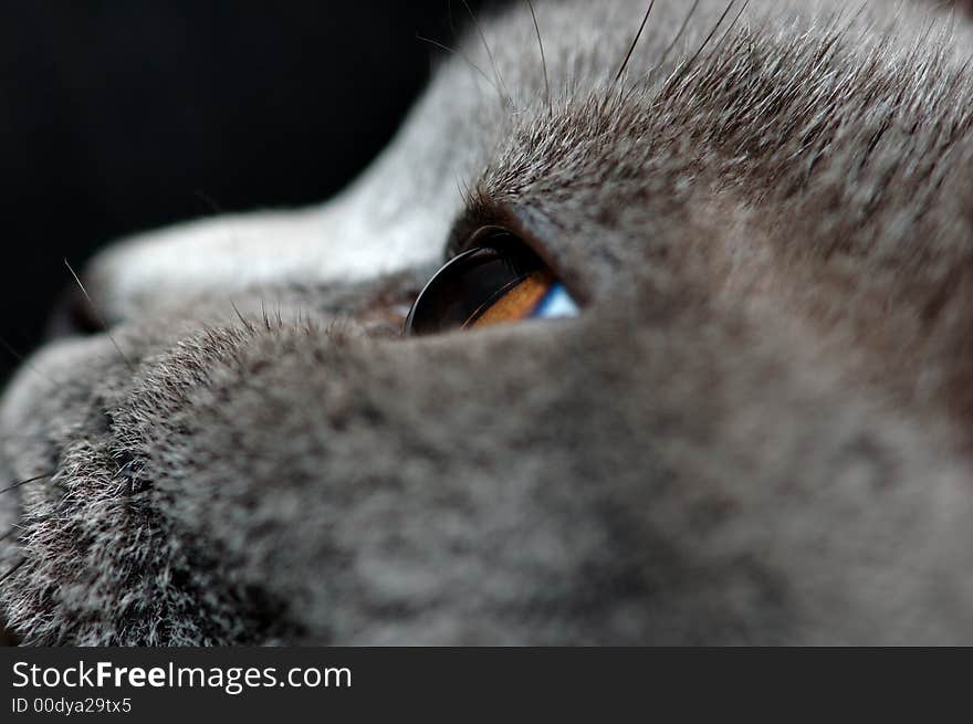 Head of a grey cat in a profile. Head of a grey cat in a profile