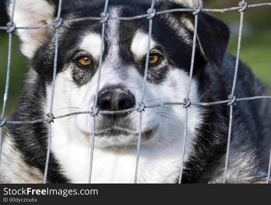 Guard dog peering thru a fence.